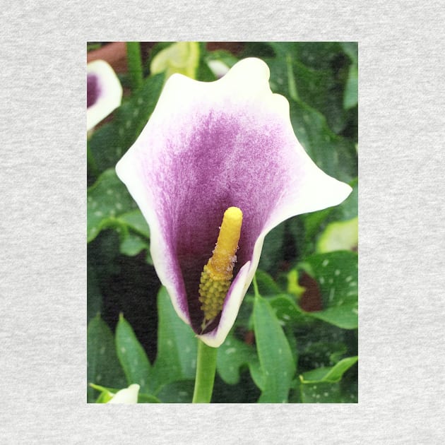 Purple Calla Lily by pinkal